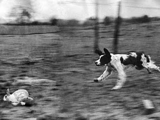 Dog chase-rabbit.jpg (19 KB)